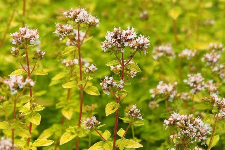 Origanum vulgare 'Aureum', Golden Oregano, Golden Marjory, Oregano 'Aureum', Wild Marjoram 'Aureum', English Marjoram 'Aureum', Grove Marjoram 'Aureum', Pot Marjoram 'Aureum', Wintersweet 'Aureum'