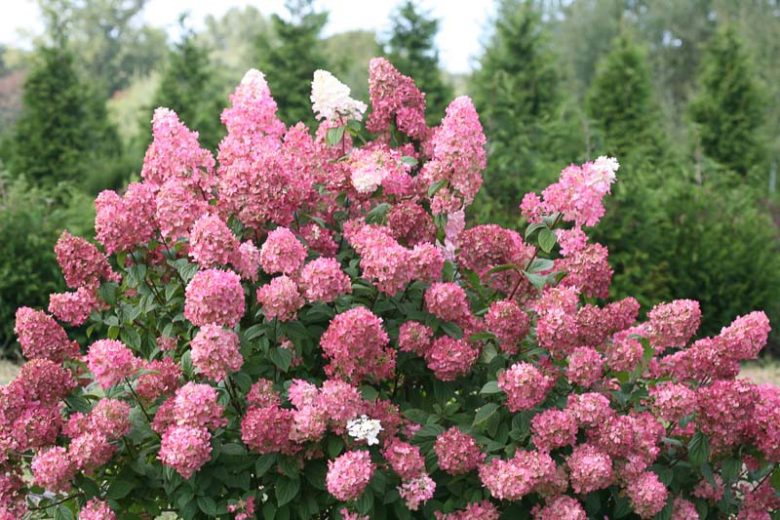 Fire Light Hydrangea, Hydrangea paniculata Fire Light, Panicle Hydrangea,