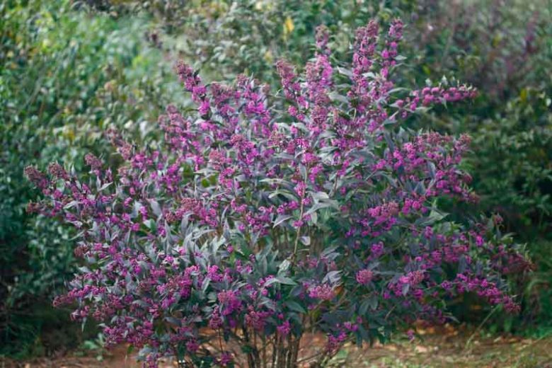 Callicarpa 'Pearl Glam®', Beautyberry 'Pearl Glam®', Purple Beautyberry, Shrub, Purple Berries, Flowering Shrub, Purple Fruit