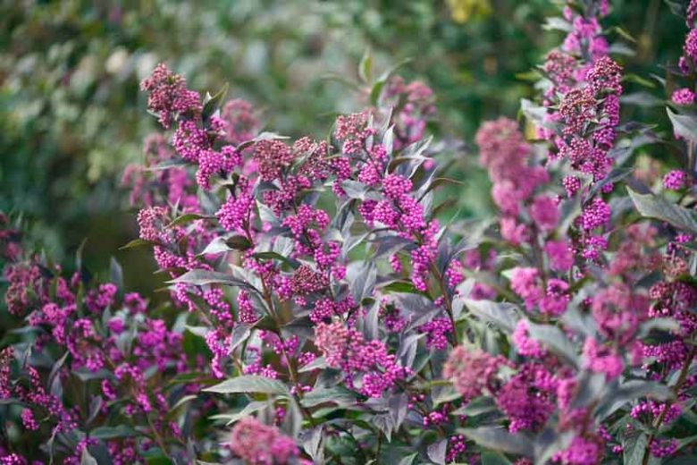 Callicarpa 'Pearl Glam®', Beautyberry 'Pearl Glam®', Purple Beautyberry, Shrub, Purple Berries, Flowering Shrub, Purple Fruit