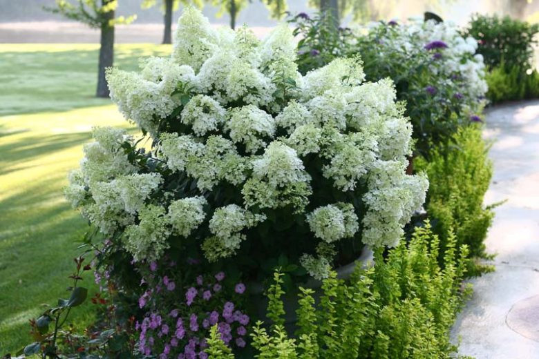 Hydrangea Paniculata Bobo, Bobo Hydrangea, Hydrangea Bobo, Panicle Hydrangea Bobo, Paniculate Hydrangea Bobo, Hydrangea paniculata 'Ilvobo',  Pink Hydrangea, White Hydrangea