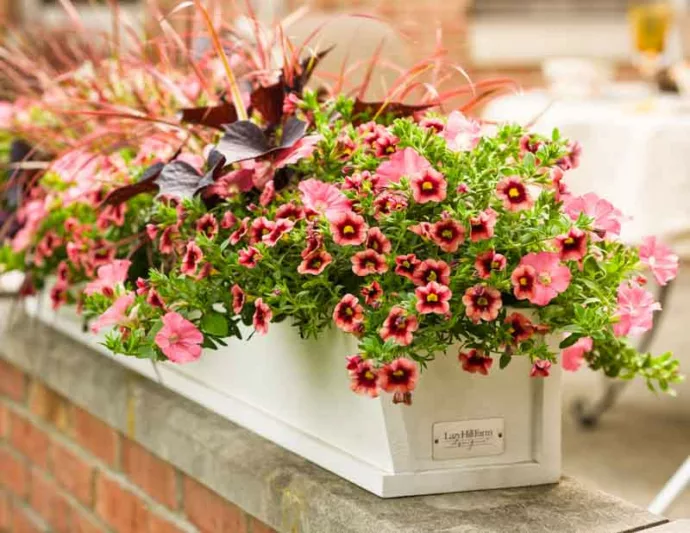 Calibrachoa 'Superbells Coralberry Punch', Superbells Coralberry Punch Calibrachoa, Mounding Calibrachoa, Trailing Calibrachoa, Coral Calibrachoa, Coral Flowers