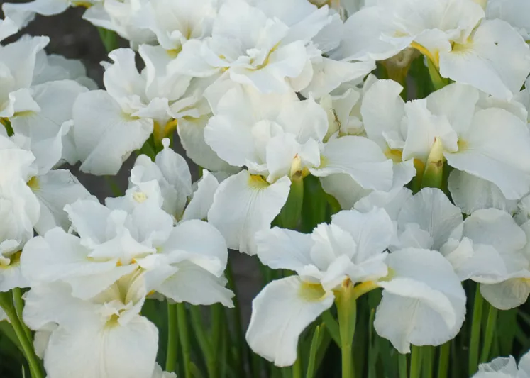 Siberian Iris Swans in Flight, Iris Sibirica Swans in Flight, Siberian flag Swans in Flight, White Flowers, White Iris, White Siberian iris
