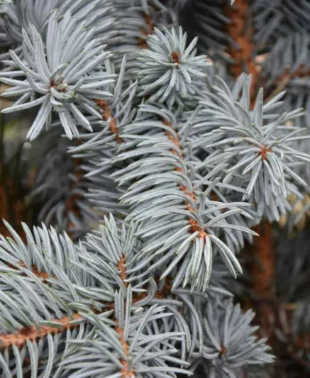 Picea pungens 'Koster', Colorado Spruce 'Koster', Picea pungens (Glauca Group) 'Koster', Picea kosteri 'Glauca', Picea pungens 'Koster Compacta', Evergreen Conifer, Evergreen Shrub, Blue Conifer,