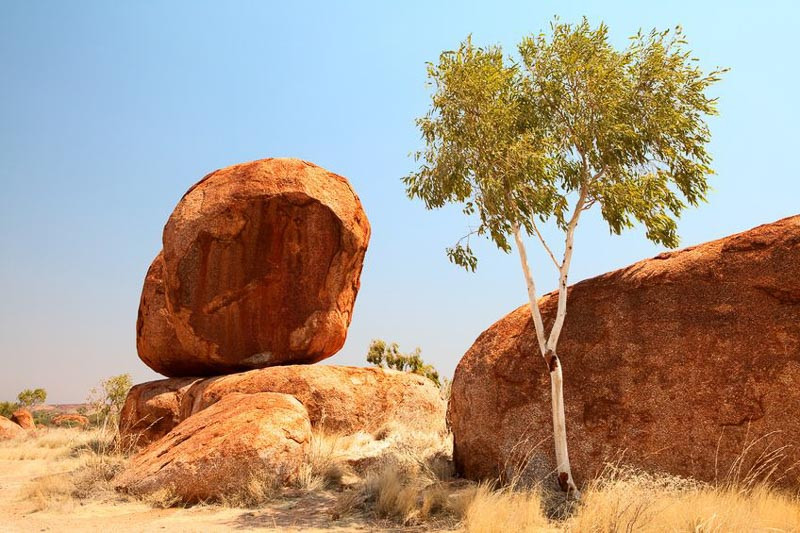 Australia Native Plants