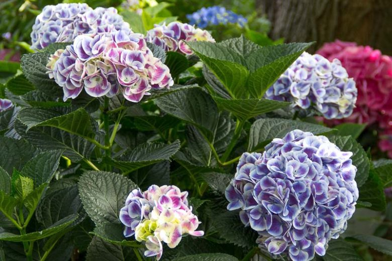 Hydrangea Macrophylla Cityline® Mars, Cityline® Mars Hydrangea, Bigleaf Hydrangea Cityline® Mars, Mophead Hydrangea Mars® Paris, Blue hydrangea, Pink Hydrangea, Purple Hydrangea