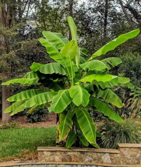 Musa basjoo, Japanese Banana, Japanese Fiber Banana, Hardy Banana, Banana, Tropical Tree, Tropical Shrub