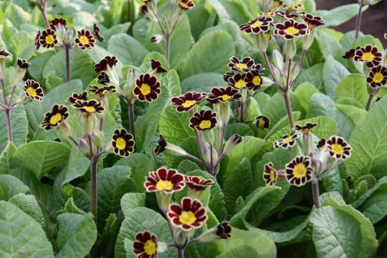 Primula Gold-Laced Group, Primrose Gold-Laced Group, Polyanthus Gold-Laced Group, Primula elatior 'Gold Lace', Primula elatior 'Victorian Gold Lace Black', Primula 'Gold Lace', Black Primrose, Shade plants, shade perennial, plants for shade, plants for wet soils, spring flowers