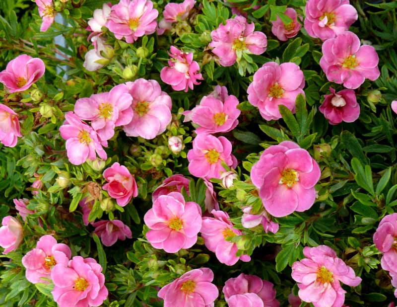 Potentilla, Cinquefoil, Shrubby Cinquefoil, Perennial Cinquefoil