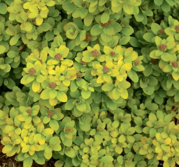 Spiraea betulifolia 'Tor Gold', Birchleaf Spirea 'Tor Gold', Tor Gold Birchleaf Spirea, White Flowers, Gold Foliage, Red Foliage, Spiraea betulifolia 'Glow Girl'