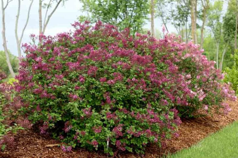 Syringa Bloomerang Purple, Lilac Bloomerang Purple, Bicolor Lilac, Purple lilac, Fragrant Lilac, Syringa x 'Penda'
