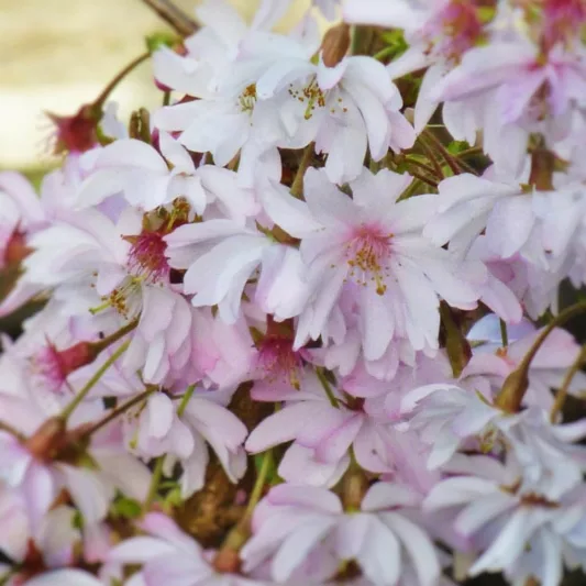 Prunus × subhirtella 'Autumnalis Rosea',Higan Cherry 'Autumnalis Rosea', Rosebud Cherry 'Autumnalis Rosea', Winter-Flowering Cherry 'Autumnalis Rosea', Flowering Shrub, Pink flowers, Winter Flowers