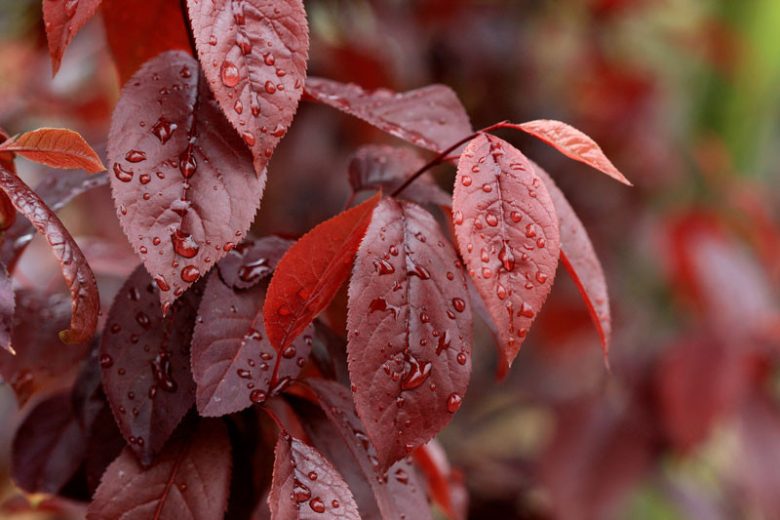 Prunus cerasifera 'Thundercloud',Cherry Plum 'Thundercloud', Thundercloud Cherry Plum, Flowering Tree, Pink flowers, pink prunus