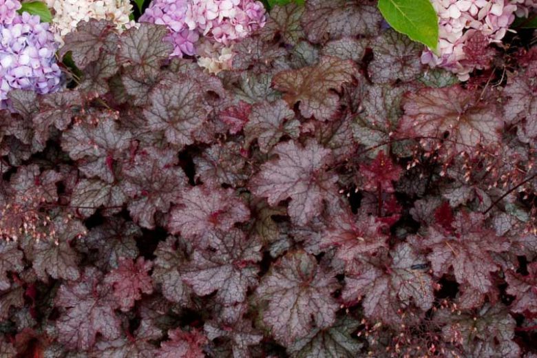 Heuchera Amethyst Myst,  Coral Bells 'Amethyst Myst', Alum Root 'Amethyst Myst', Heuchera 'Amethyst Mist', Coral Bells 'Amethyst Mist', Alum Root 'Amethyst Mist', Shade plants, Evergreen plants, Foliage plant, Purple Foliage