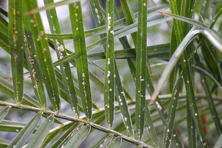 Mealybug, Mealybugs