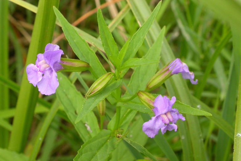 Mimulus ringens, Allegheny Monkey Flower, Allegheny Monkeyflower, Square-stemmed Monkeyflower, Square-stem Monkeyflower, Purple flowers, Southwest natives