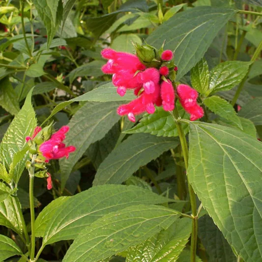 Salvia oxyphora, Fuzzy Bolivian Sage, Bolivian Sage, Red Sage, Red Salvia, Fragrant Sage
