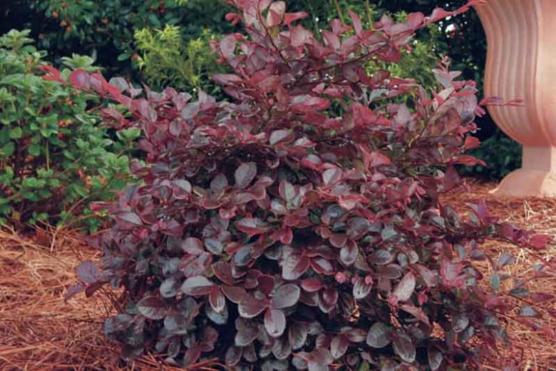 Loropetalum chinense Purple Diamond®,Chinese Fringe Flower Purple Diamond®, Purple Diamond Chinese Fringe Flower, Loropetalum chinense 'Shang-hi', evergreen shrubs, Pink flowers, dark foliage