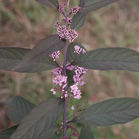 Callicarpa 'Purple Pearls®', Beautyberry 'Purple Pearls®', Purple Beautyberry, Shrub, Purple Berries, Flowering Shrub, Purple Fruit