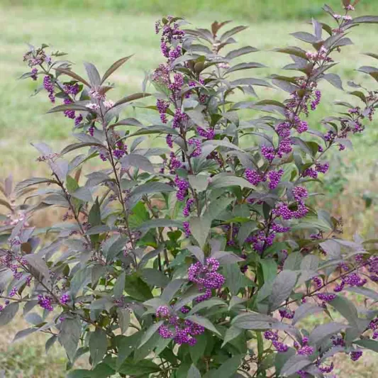 Callicarpa 'Purple Pearls®', Beautyberry 'Purple Pearls®', Purple Beautyberry, Shrub, Purple Berries, Flowering Shrub, Purple Fruit