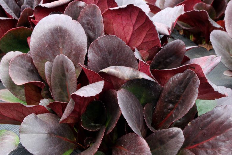 Bergenia 'Spring Fling', Elephant's Ears 'Spring Fling', Pig Squeak 'Spring Fling', Pink Bergenia, Evergreen Perennial, Shade Perennial