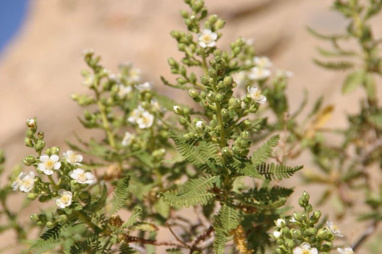 Chamaebatiaria millefolium, Desert Sweet, Fernbush, Tansy Bush, White flowers, Fragrant flowers