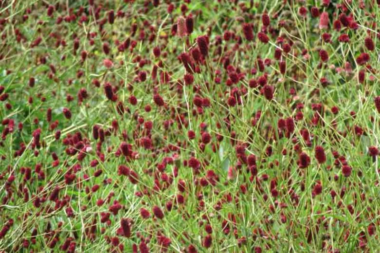 Sanguisorba officinalis Red Thunder, Great Burnet Red Thunder, Greater Burnet Red Thunder, Greater Salad Burnet Red Thunder, Burnet Bloodwort Red Thunder, Red Flowers