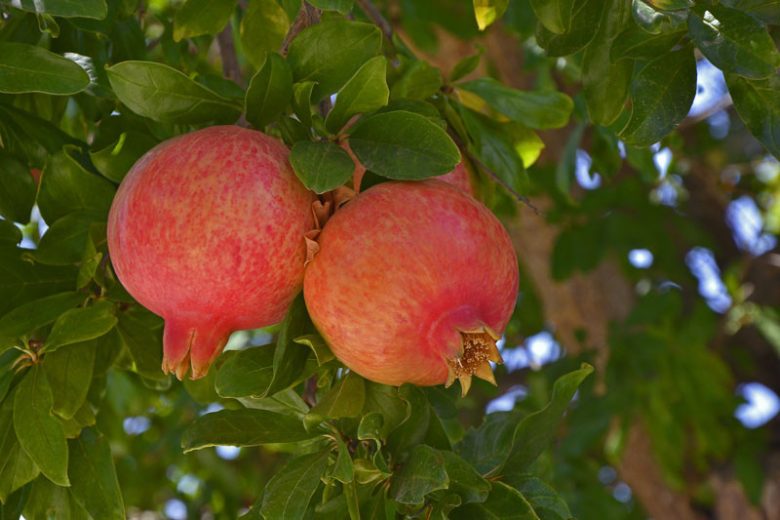 Punica granatum, Pomegranate, Carthaginian Apple, Granada, Red Flowers, Fruit Shrub