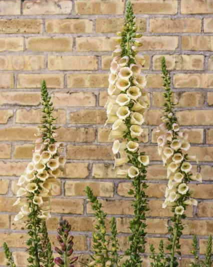 Digitalis Purpurea Dalmatian Peach, Common Foxglove Dalmatian Peach, Dalmatian Peach Foxglove, Foxglove Dalmatian Peach, Lady's Glove Dalmatian Peach, Peach foxgloves