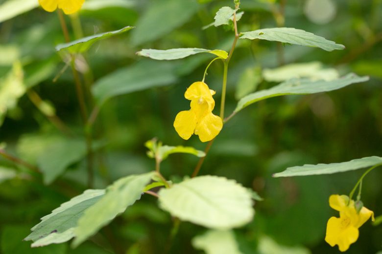 Impatiens pallida, Pale Touch-me-not, Yellow Jewelweed, Yellow Flowers, Yellow Impatiens