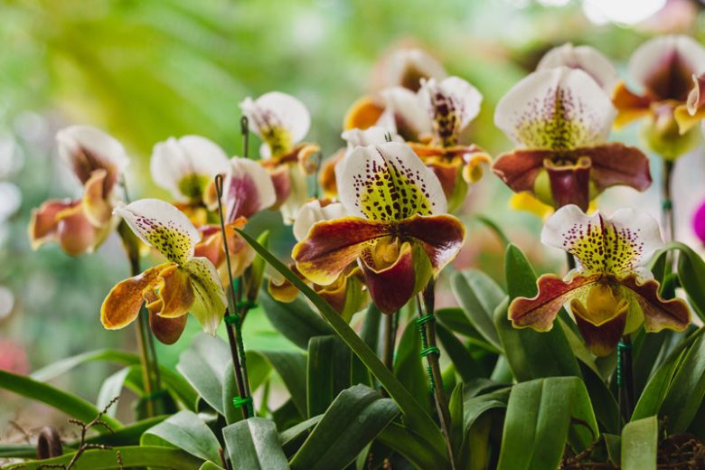 Paphiopedilum gratrixianum, Venus Slipper Orchid, Lady Slipper Orchid, Easy Orchids