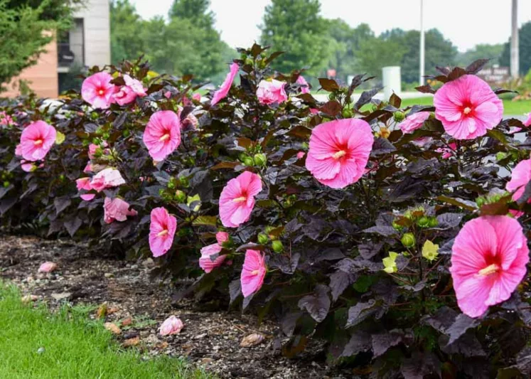 Hibiscus 'Edge of Night', Rose Mallow 'Edge of Night', Shrub Althea 'Edge of Night', Summerific Collection, Flowering Shrub, Pink flowers, Pink Hibiscus