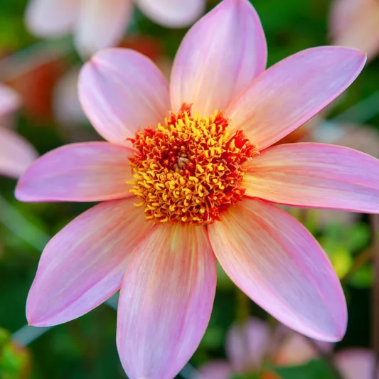 Dahlia Totally Tangerine, Totally Tangerine Dahlia, Anemone Dahlias, Dahlias, Bicolor Dahlias, Dahlia Tubers, Dahlia Bulbs, Dahlia Flower, Dahlia Flowers, summer bulbs, Orange Dahlias