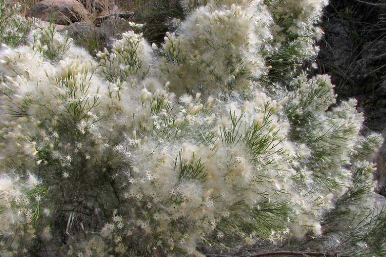 Baccharis sarothroides, Desert Broom, Broom Baccharis