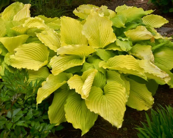 Hosta Coast to Coast, Coast to Coast Hosta, Golden Hosta, Golden Plantain Lily,  Shade perennials, Plants for shade