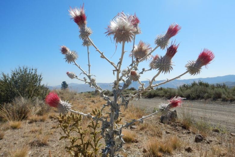 Cirsium occidentale, Cobwebby Thistle, Western Thistle, perennial plant, perennial plants, Purple flowers, Pink flowers