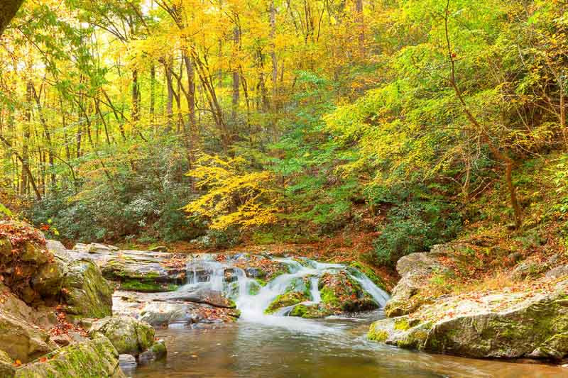Tennessee Native Plants