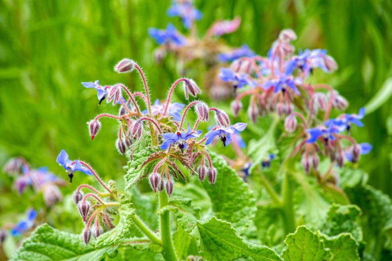 Borage, Borago officinalis, Herb
