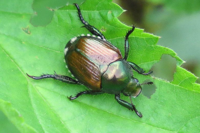 Japanese beetle
