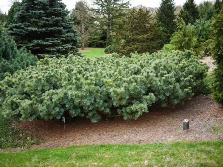 Pinus pumila 'Glauca', Dwarf Siberian Pine 'Glauca', Japanese Stone Pine 'Glauca', Glaucous Dwarf Siberian Pine, Evergreen Conifer, Evergreen Shrub, Dwarf Conifer