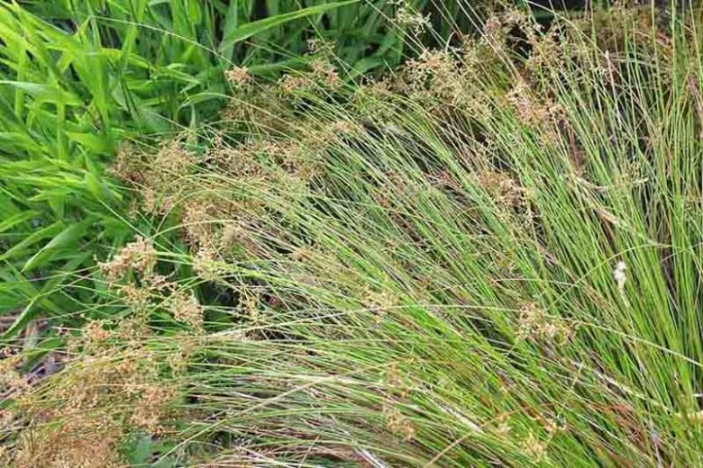 Juncus patens, California Gray Rush, Ornamental Grass, Perennial Grass, Drought tolerant grass