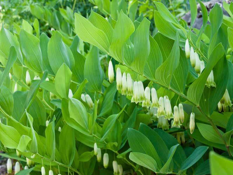Polygonatum, Solomon'seal, Polygonatum - Solomon's Seals, Polygonatum odoratum, Polygonatum biflorum, Polygonatum multiflorum, White flowers, Shade loving perennials