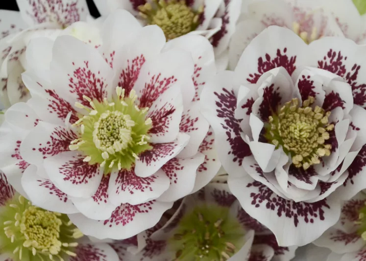 Confetti Cake Hellebore, Helleborus Confetti Cake,  Hellebore 'Confetti Cake', Lenten Rose 'Confetti Cake', White Hellebore, Double Hellebore, Double Lenten Rose
