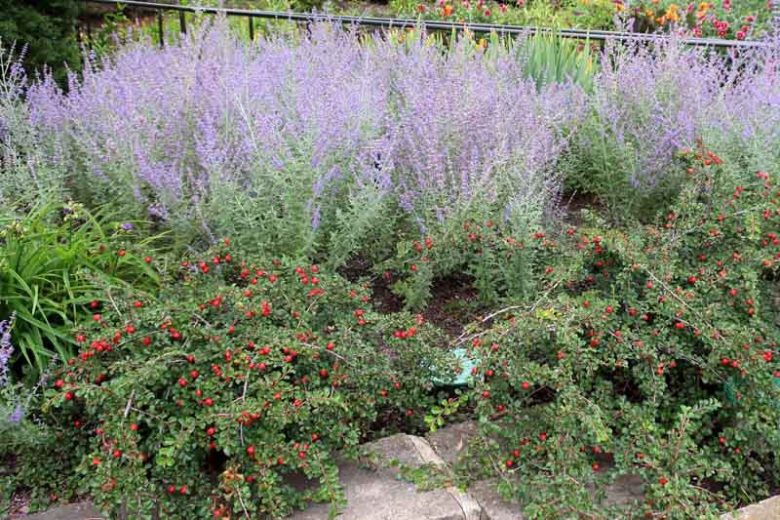 Cotoneaster apiculatus, Cranberry Cotoneaster, Deciduous Shrub, Hardy Shrub, Shrub with berries, Red Berries, Groundcover