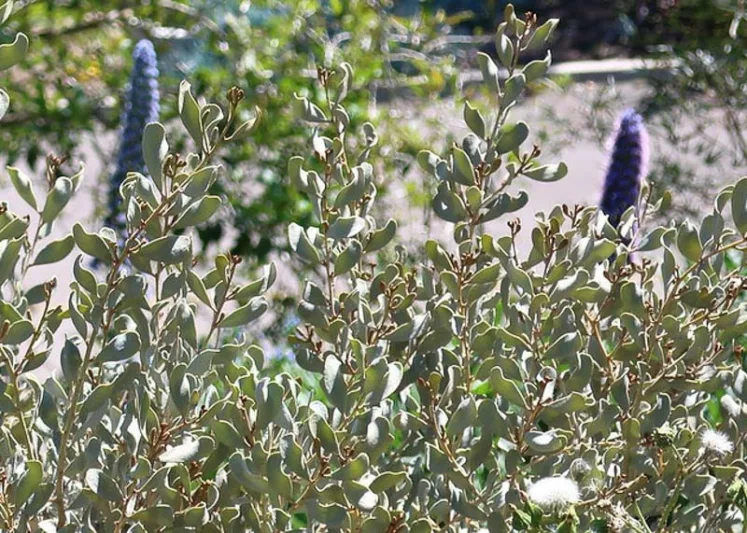 Acacia craspedocarpa, Leatherleaf Acacia, Desert Acacia, Broad Leaved Mulga, Evergreen Tree, Evergreen Shrub, Yellow Flowers, Fragrant Shrub, Fragrant Tree