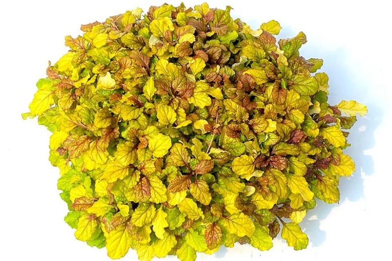 Ajuga Feathered Friends™ 'Parrot Paradise', Yellow Ajuga, Golden Ajuga, Yellow Carpet Bugle, Bugle Feathered Friends™ 'Parrot Paradise', Carpet Bugle Feathered Friends™ 'Parrot Paradise', Carpetweed Feathered Friends™ 'Parrot Paradise'