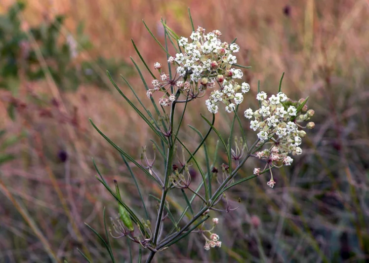 Asclepias verticillata, Whorled Milkweed, Eastern Whorled Milkweed, Prairie Perennial
