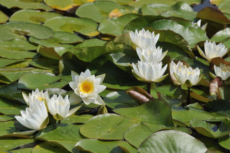 Nymphaea candida, Dwarf White Waterlily, Dwarf White Water Lily, Nymphaea alba subsp. candida, Small White Water Lily, White Water-Lily, White Waterlily, Dwarf Water Lily, Miniature Water Lily