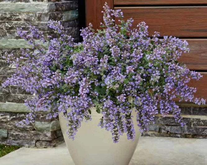 Nepeta x faassenii 'Cats Meow',  Catmint 'Cat's Meow', Nepeta faassenii 'Cat's Meow' PP24472 CPBR5098, blue flowers, violet flowers, lavender flowers