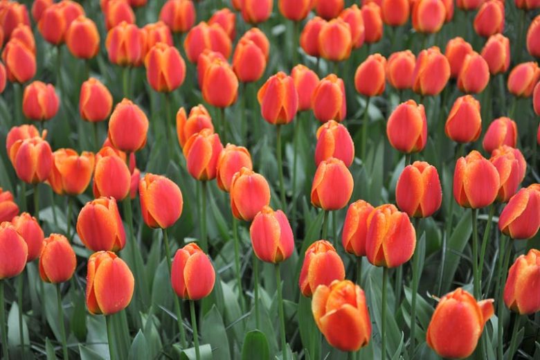 Tulipa 'Apeldoorn's Elite', Tulip 'Apeldoorn's Elite', Darwin Hybrid Tulip 'Apeldoorn's Elite', Darwin Hybrid Tulips, Spring Bulbs, Spring Flowers, Pink Tulip, Orange Tulip, Bi-color Tulip